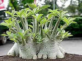 10 Thai Adenium Obesum Yak Saudi 5(Desert Rose) Bonsai Seeds Fresh Flower New Seeds (Original Thai Seeds)